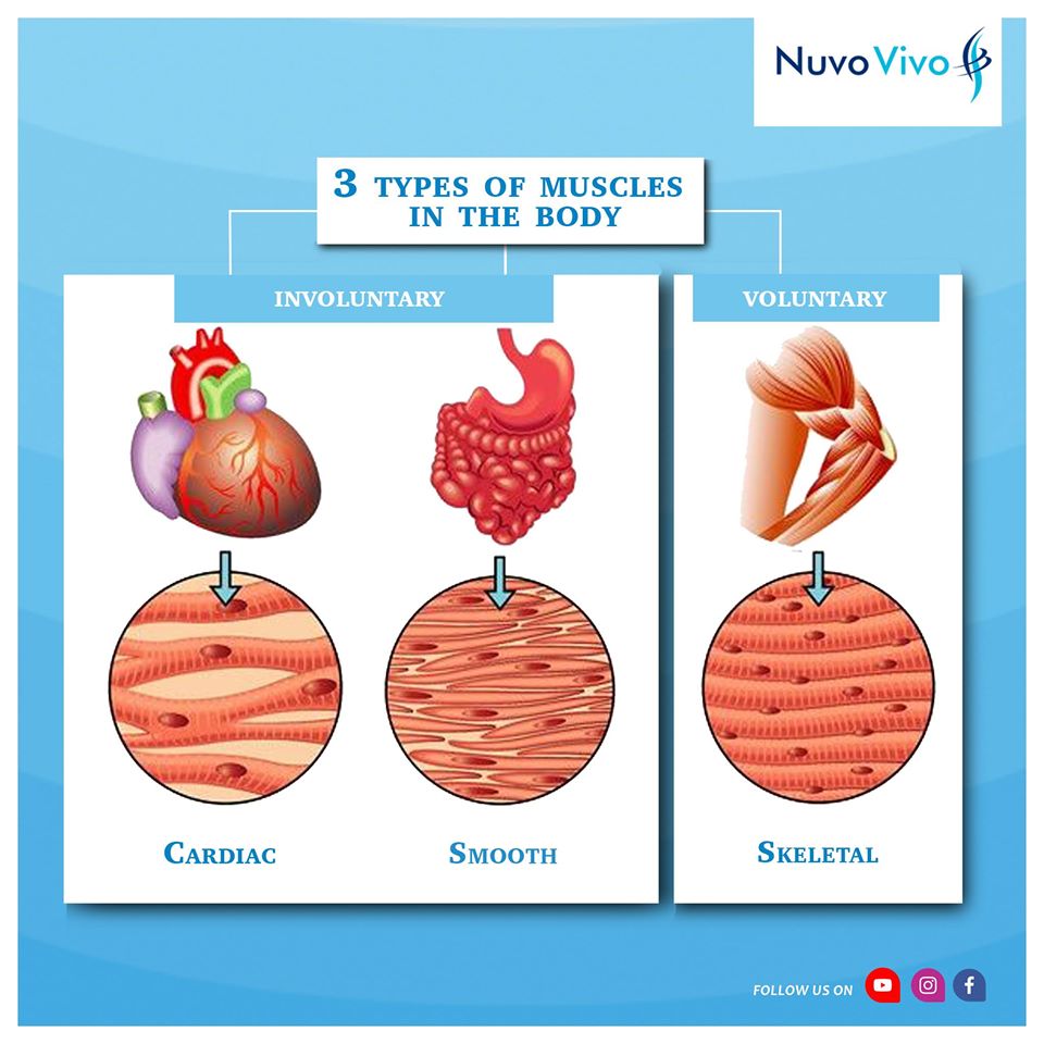 3-Types-Of-Muscles-In-The-Body