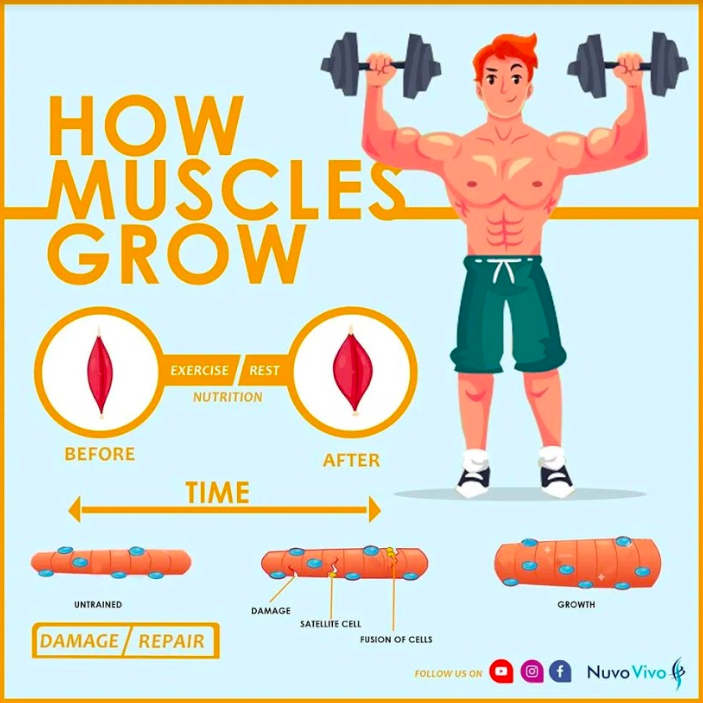 Muscles-Growth