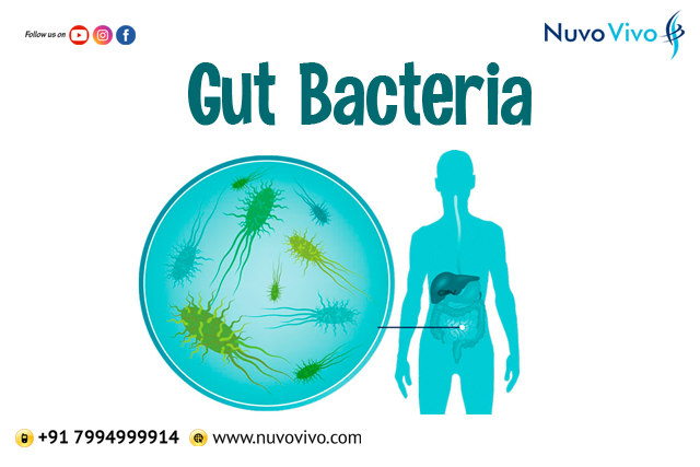 Gut-Bacteria