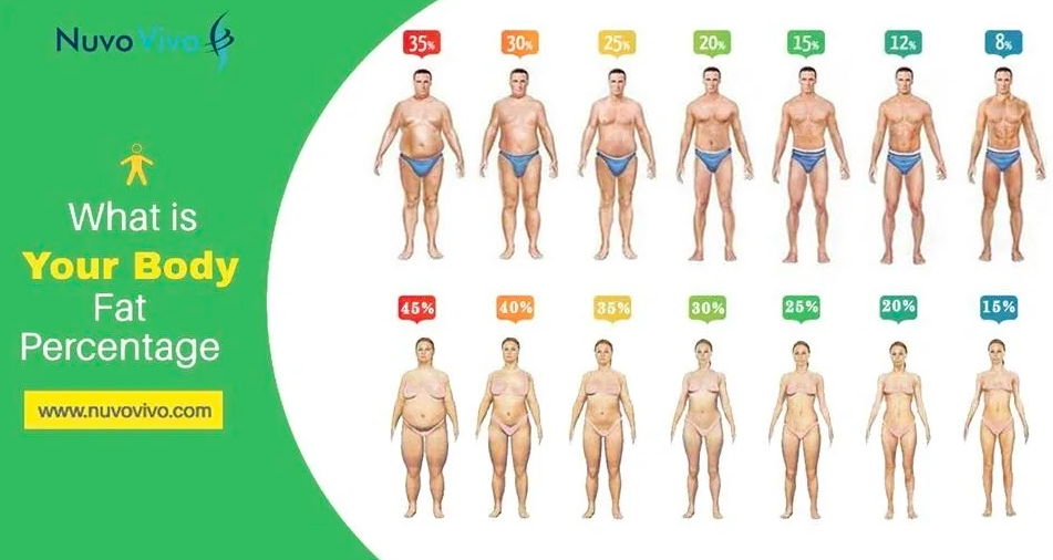 Body Fat Percentage Diagram