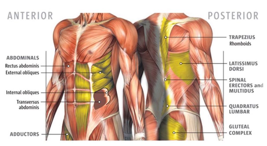 Read more about the article Core Muscles and some Workouts!