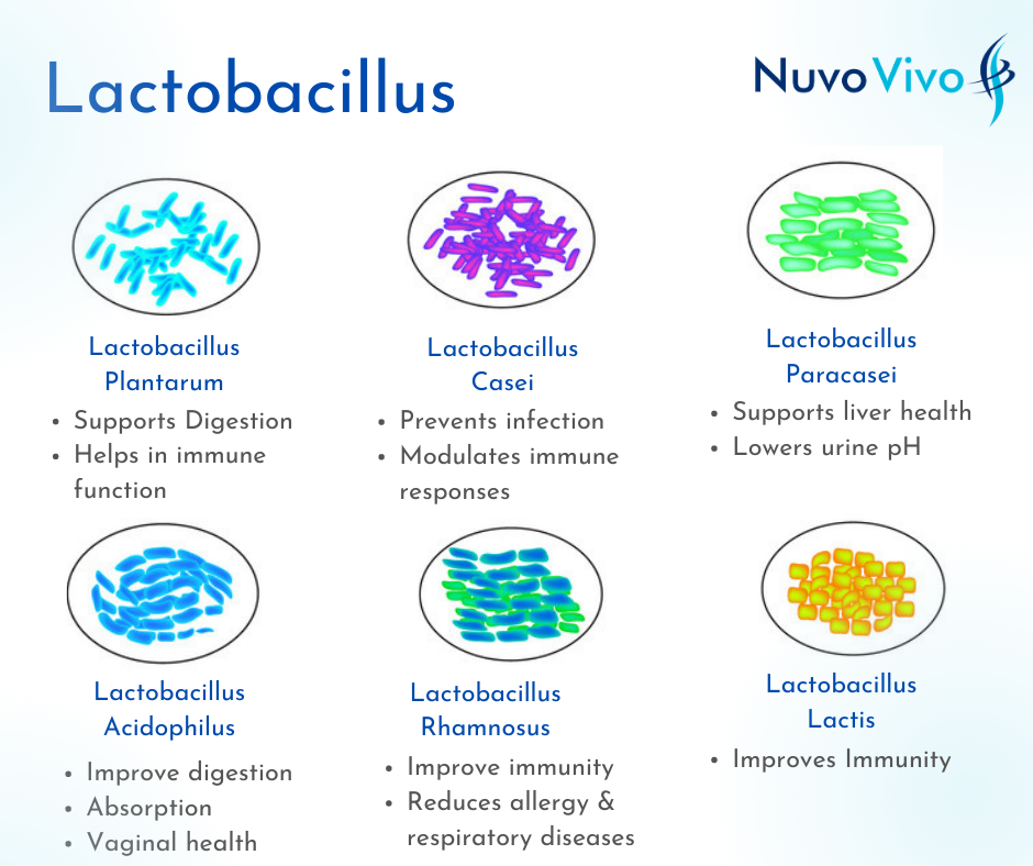 Lactobacillus-Probiotic-bacteria