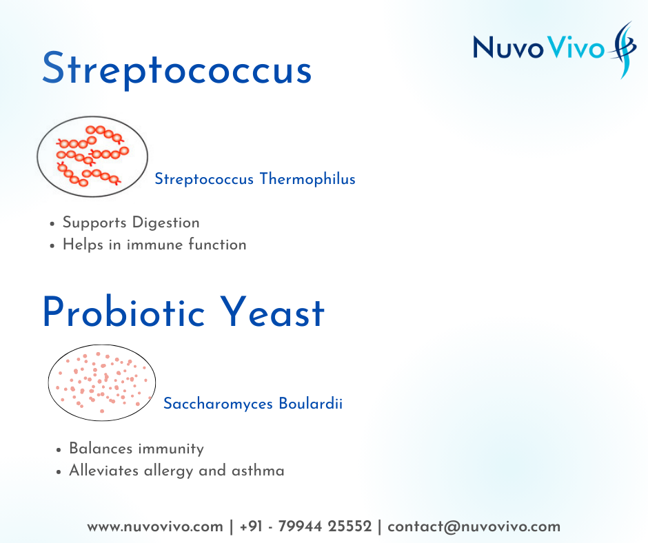 Streptococus-Thermophilus-probiotic-bacteria