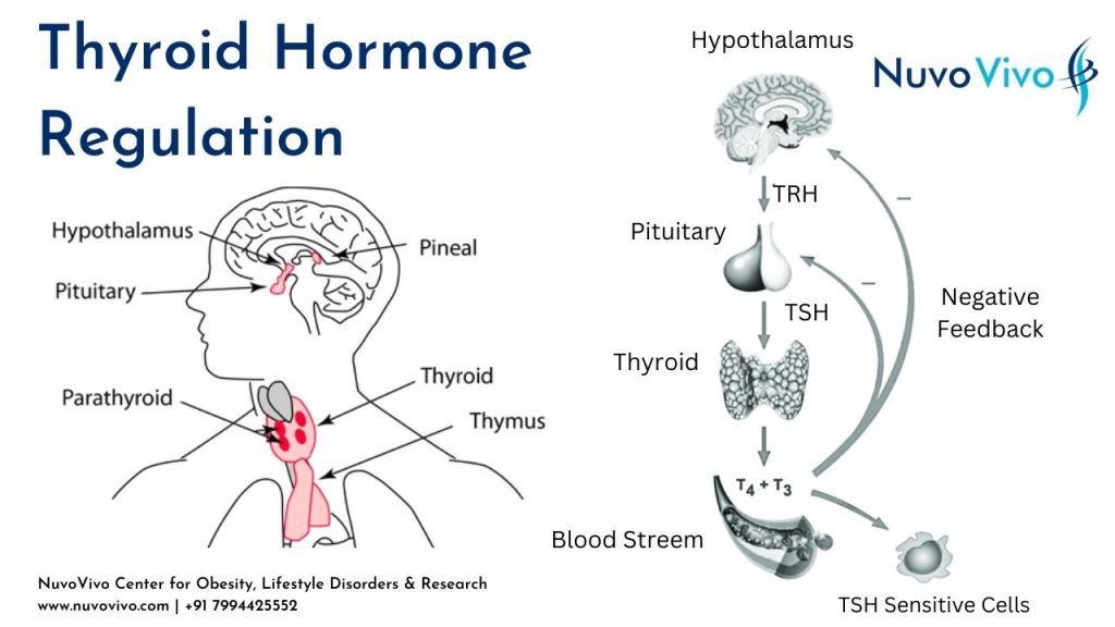 Thyroid Hormone Regulation