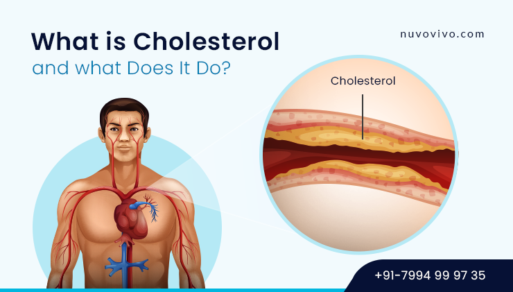 What is Cholesterol, and What Does It Do?